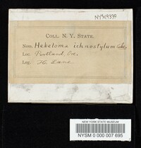 Hebeloma ischnostylum image