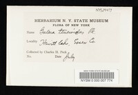 Thumbnail image of current specimen