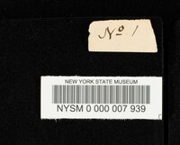 Hygrophorus eburneus image