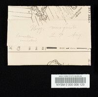 Humidicutis marginata image