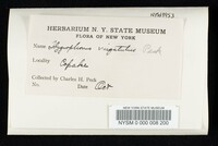 Hygrophorus virgatulus image