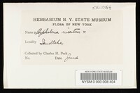 Psathyrella incerta image