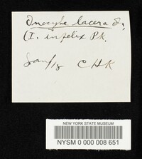 Inocybe lacera image