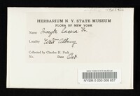 Inocybe lacera image