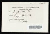 Inocybe lacera image
