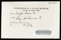 Inocybe lacera image