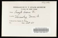 Inocybe lacera image