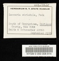 Laccaria pumila image