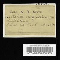 Lactarius chrysorrheus image