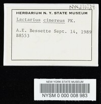 Lactarius cinereus image