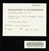 Lactarius rufus image