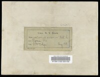 Lactarius zonarius image