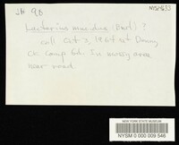 Lactarius mucidus image