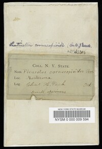 Lentinellus cochleatus image