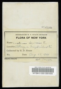 Neolentinus lepideus image