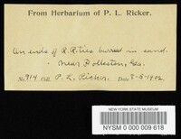 Neolentinus lepideus image