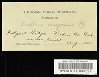 Neolentinus lepideus image