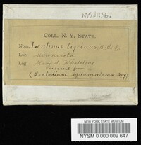 Lentinus tigrinus image