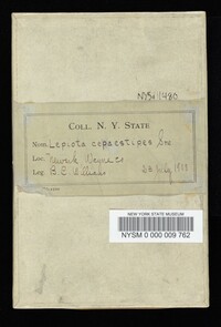 Leucocoprinus cepistipes image