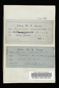 Thumbnail image of current specimen