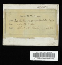 Cystoderma amianthinum image