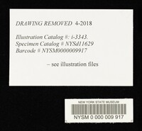 Cystoderma amianthinum image