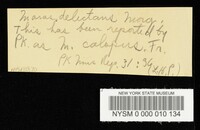 Marasmius delectans image