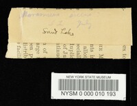 Marasmius siccus image