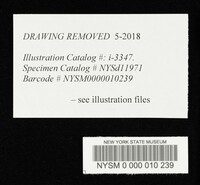 Gymnopus androsaceus image