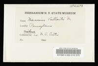 Thumbnail image of current specimen