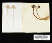 Mycena galericulata image