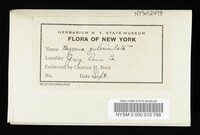 Mycena galericulata image