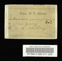 Naucoria pennsylvanica image