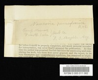 Naucoria pennsylvanica image