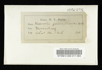 Naucoria pennsylvanica image