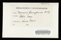 Naucoria pennsylvanica image