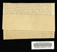 Rickenella fibula image