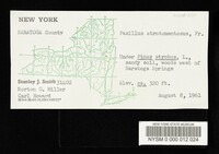 Thumbnail image of current specimen