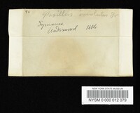 Paxillus involutus image