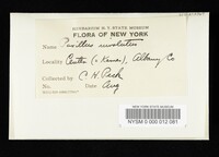 Paxillus involutus image