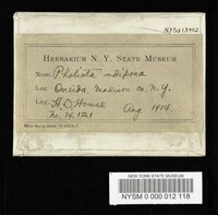 Pholiota adiposa image