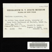 Pholiota squarrosa image