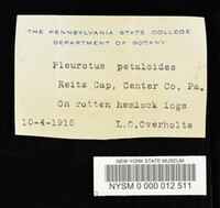 Hohenbuehelia petaloides image