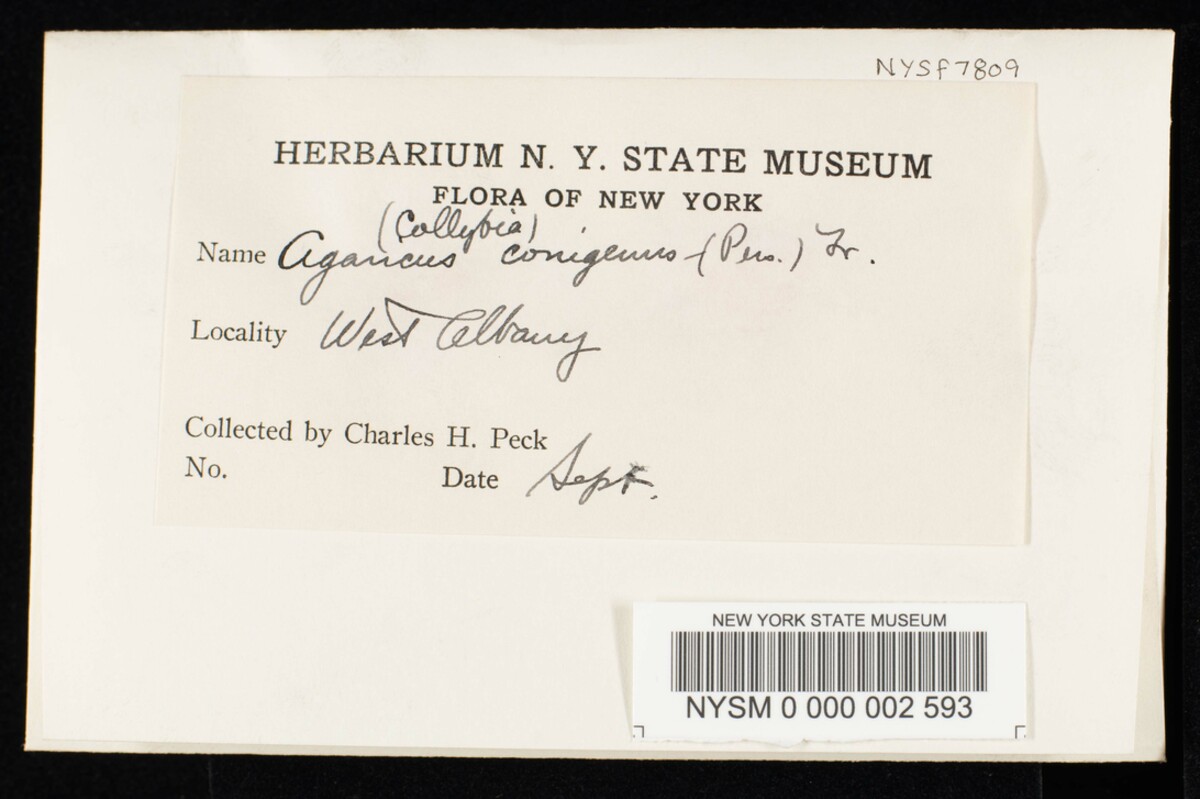 Collybia conigena image