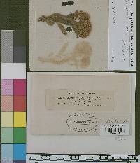 Aecidium ceanothi image