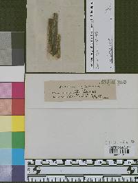 Anthostomella minor image