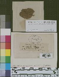 Aulographum reticulatum image