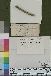 Image Associated With the Occurrence