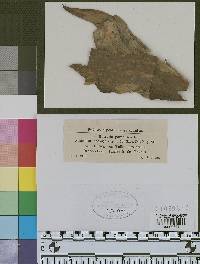 Image Associated With the Occurrence