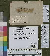 Burrillia globulifera image